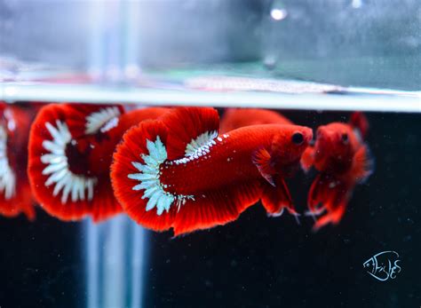 Explore a Captivating Collection of Betta Fish at 7Fishs.